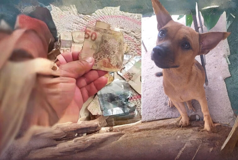 Cachorro caramelo encontra sacola com dinheiro e rasga mais de mil reais