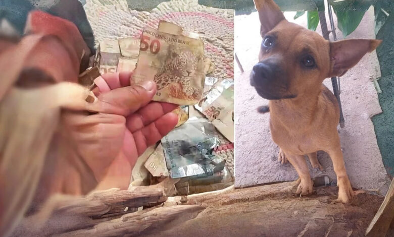 Cachorro caramelo não tem apego a dinheiro - Foto: Divulgação