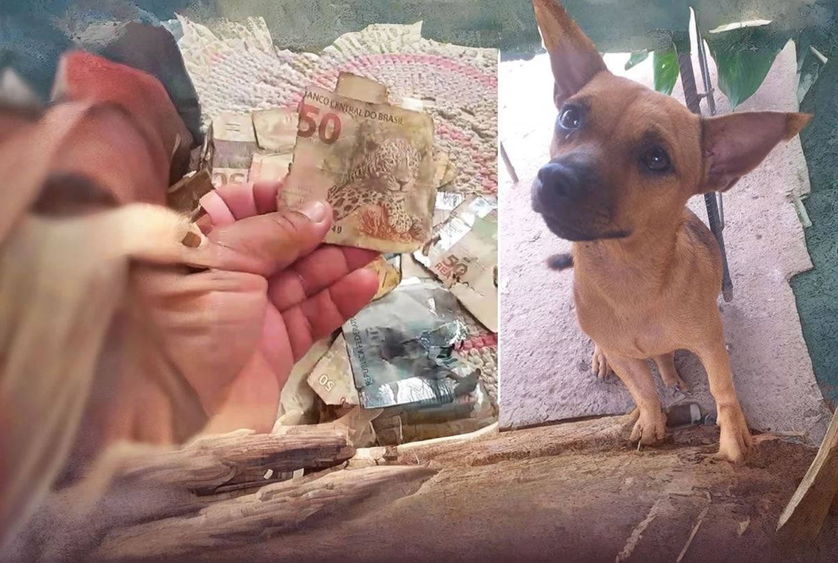 Cachorro caramelo encontra sacola com dinheiro e rasga mais de mil reais