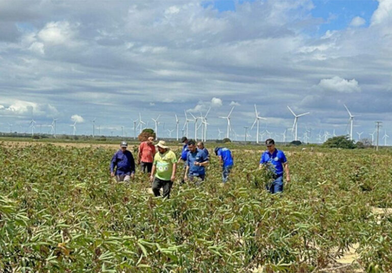Adapi investiga ataque de praga em lavouras de mandioca em cidades da região de Picos