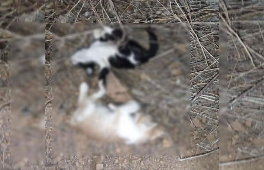 Filhotes de gatos mortos em São João da Canabrava - Foto: PM