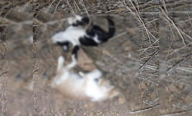 Filhotes de gatos mortos em São João da Canabrava - Foto: PM