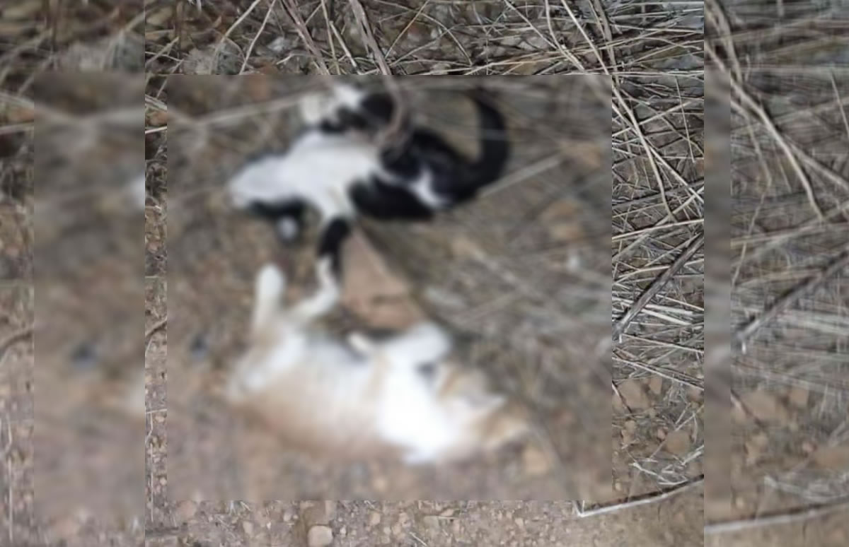 Após audiência de custódia, suspeito de crime brutal contra gatos é posto em liberdade