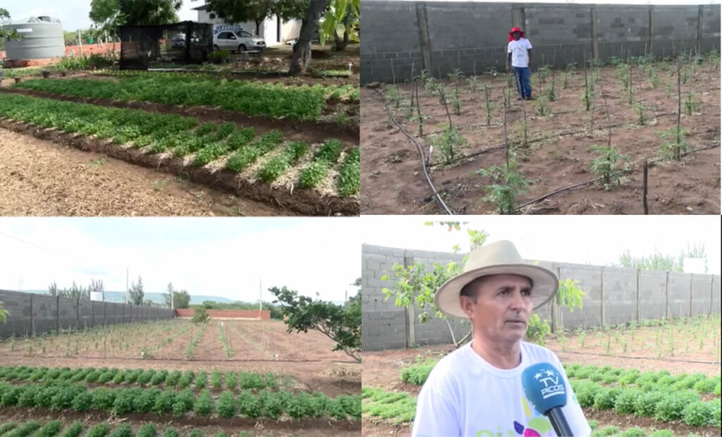 A Iniciativa busca diversificar produção agrícola local e atender demandas do mercado - Imagens: Denilson Barbosa (TV Picos)