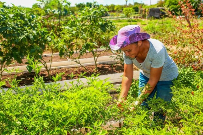 Piauí anuncia investimento e ampliação no Programa Garantia Safra
