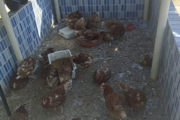 Homem é preso por maus-tratos após galinhas mortas serem encontradas em Sussuapara