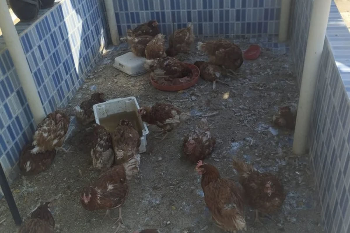 Homem é preso por maus-tratos após galinhas mortas serem encontradas em Sussuapara