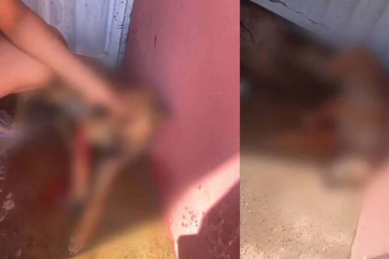 Cadela é morta com tiro de espingarda em São Julião, e caso gera indignação
