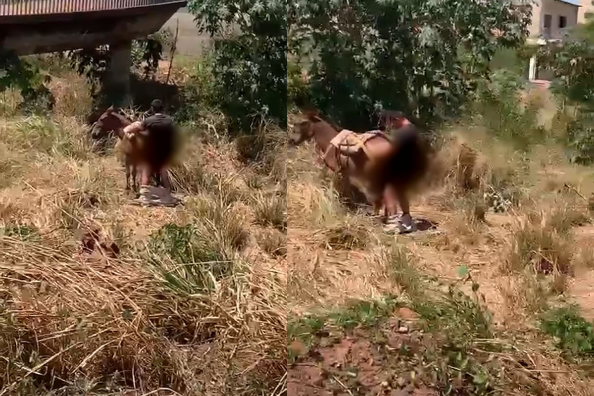 Homem é flagrado cometendo crime de zoofilia em Picos; APAPI exige justiça!