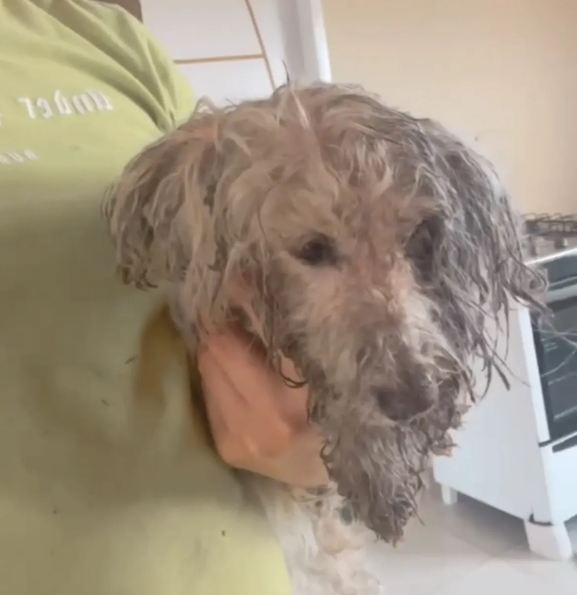 Bombeiros resgatam cachorro que gerente da Caixa morreu ao tentar salvar em Picos