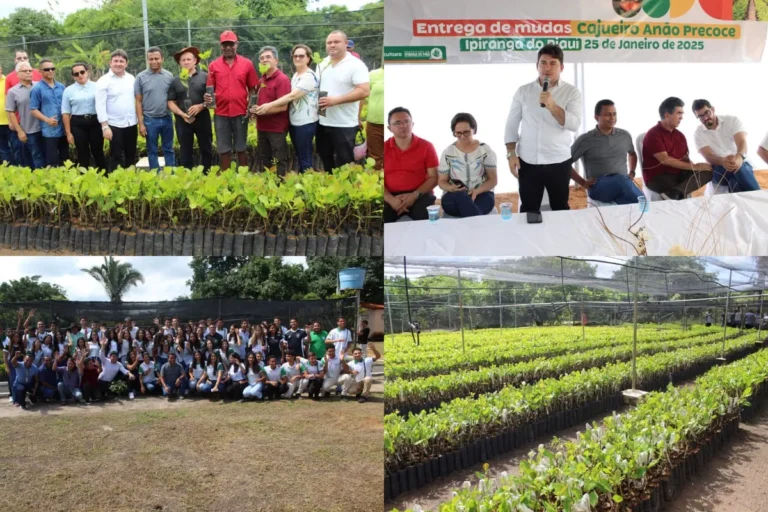 Prefeito Elvis Ramos entrega 50 mil mudas de cajueiro anão precoce para agricultores de Ipiranga do PI