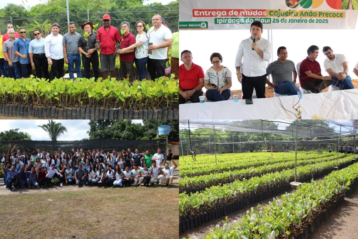 Prefeito Elvis Ramos entrega 50 mil mudas de cajueiro anão precoce para agricultores de Ipiranga do PI