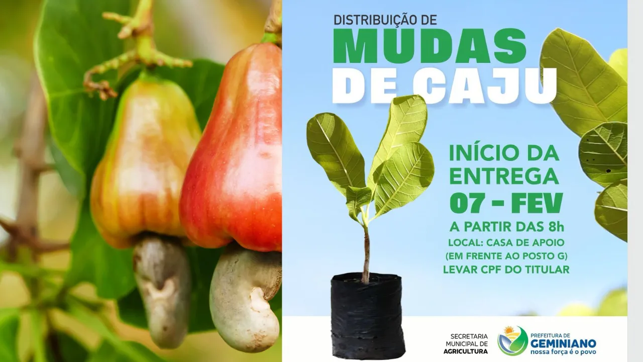 Prefeitura de Geminiano inicia distribuição de mudas de caju para fortalecer a produção local