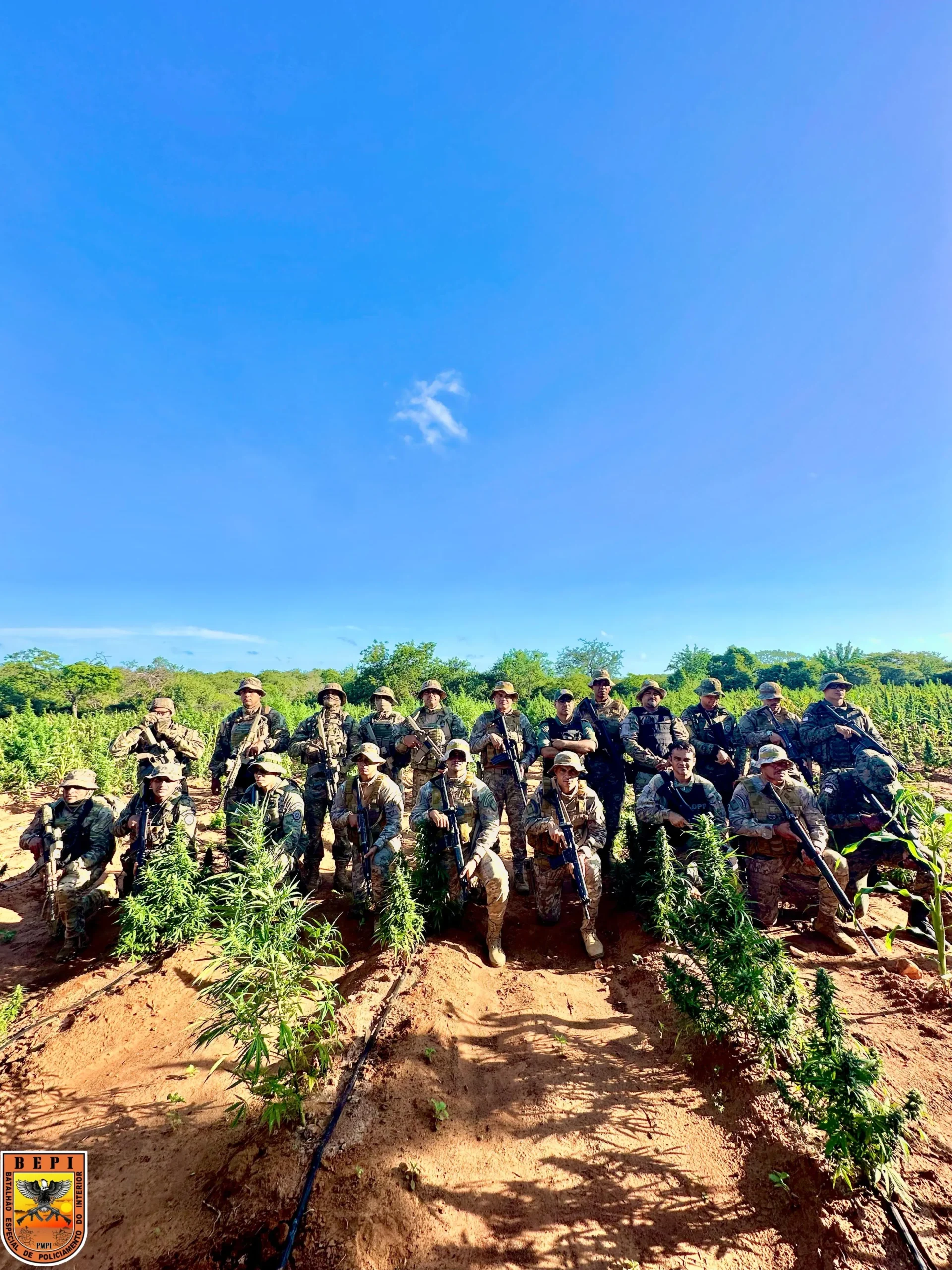 Polícia desarticula plantação de maconha e apreende 5 toneladas no Piauí