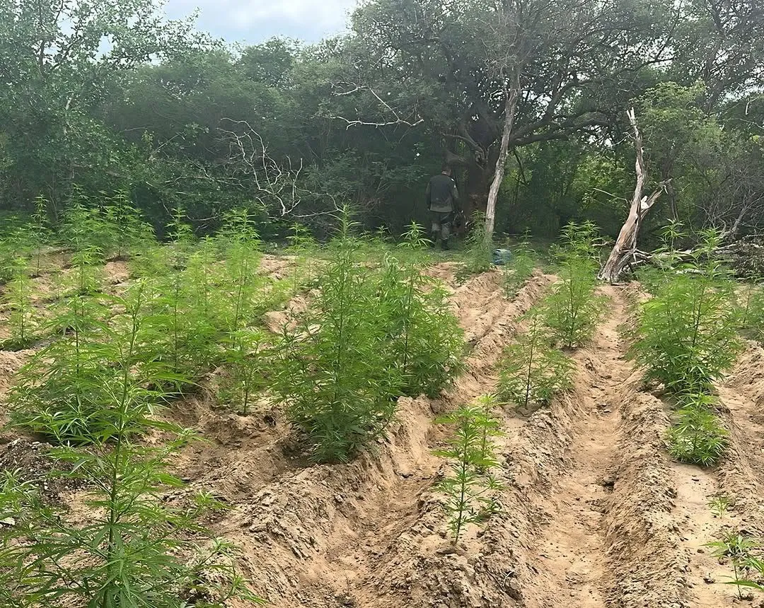 Polícia Militar desarticula duas roças de maconha