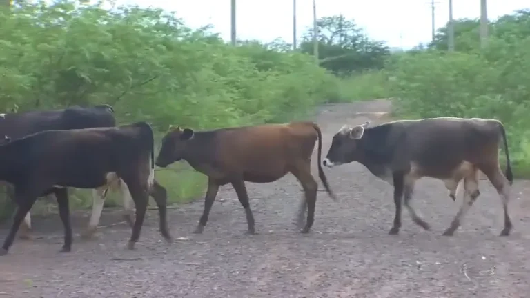 Prefeitura de Picos anuncia fiscalização de animais nas vias da cidade