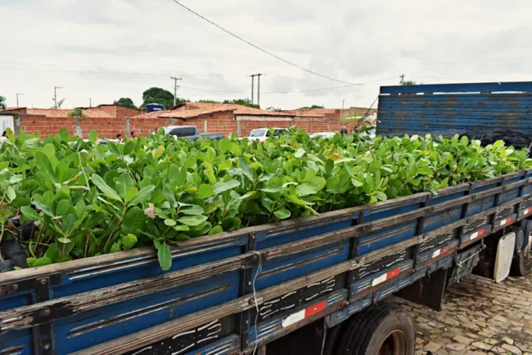 Prefeitura de Santo Antônio de Lisboa vai distribuir 20 mil mudas de caju para agricultores familiares