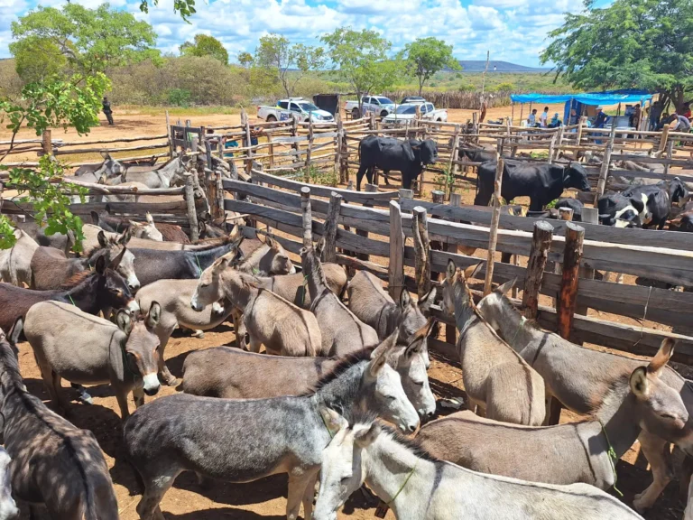 PMPI resgata 72 jumentos vítimas de maus-tratos no sul do Piauí