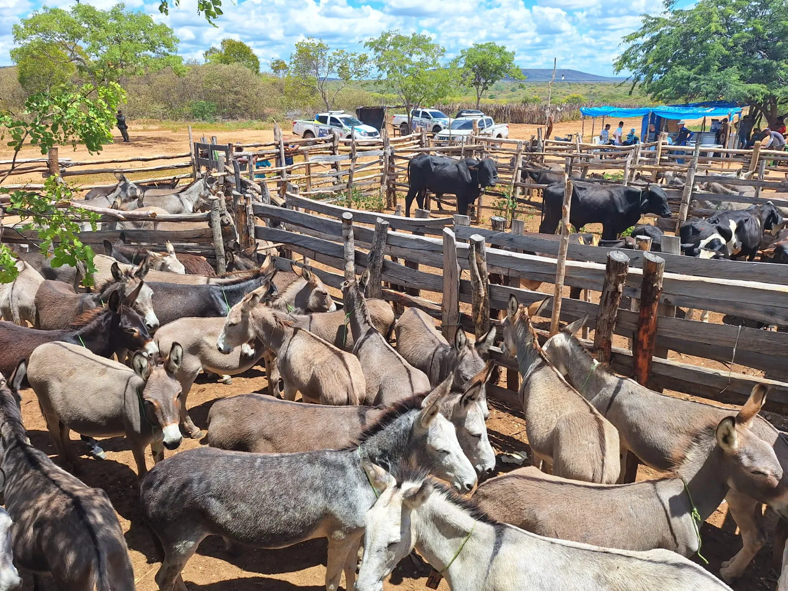 PMPI resgata 72 jumentos vítimas de maus-tratos no sul do Piauí