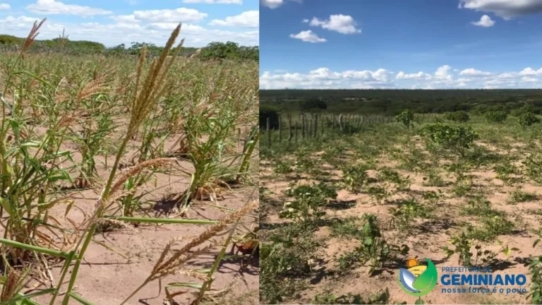Seca Verde provoca perda de até 80% da safra em Geminiano