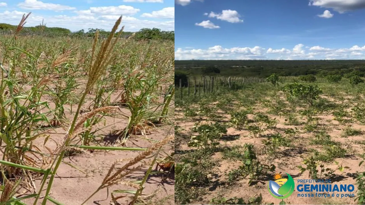Seca Verde provoca perda de até 80% da safra em Geminiano