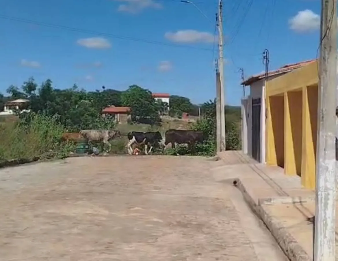 Prefeitura de Santo Antônio de Lisboa realiza apreensão de animais soltos em vias públicas com apoio da Polícia Militar