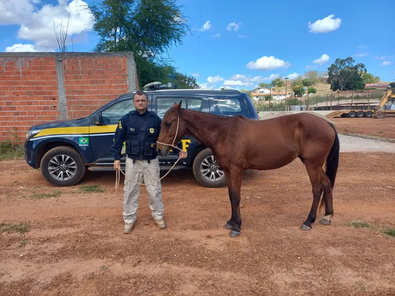 Operação da PRF retira 81 animais das rodovias federais na região de Picos