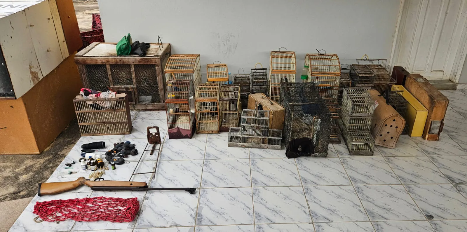 Polícia Militar e Polícia Civil desarticulam ponto de rinha de galos e tráfico de aves silvestres em Pio IX