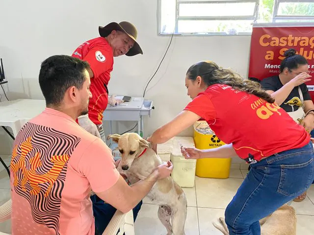 Parceria entre a Prefeitura de Picos e a SEMARH viabiliza a castrações de 32 animais de rua