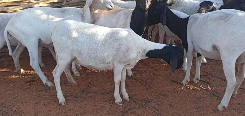 Laboratórios investigam mortes misteriosas de animais em cidades da região de Picos