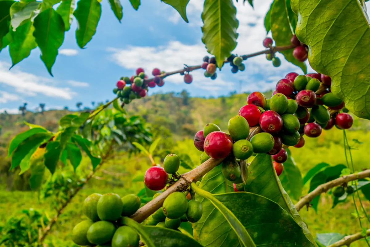 Agricultura Sustentável: Plantações que Alimentam o Mundo