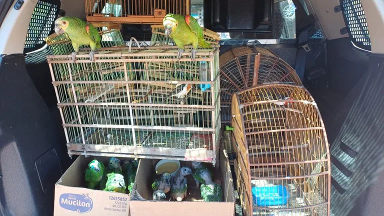 PRF resgata 14 aves silvestres mantidas em cativeiro ilegal em Dom Expedito Lopes