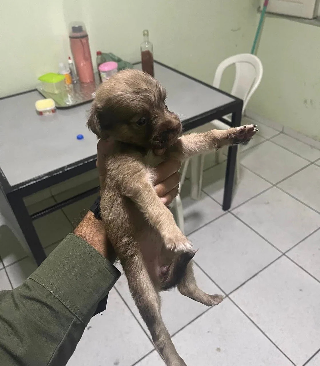 Polícia Militar resgata filhote de cachorro na PI-112 e adota animal como mascote de batalhão no Piaui