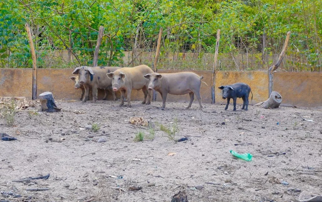 Piauí decreta emergência zoossanitária para prevenção da peste suína clássica
