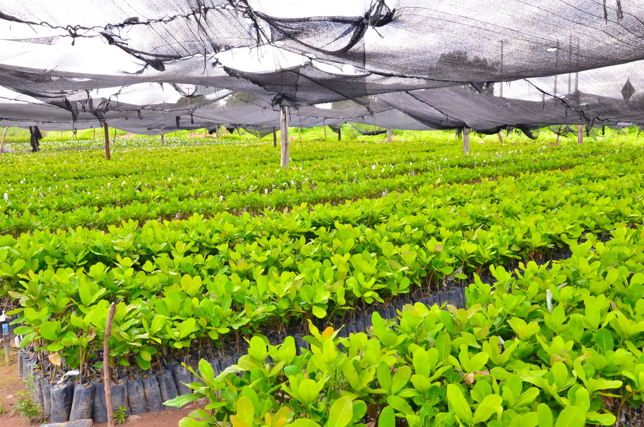 Prefeitura de Santo Antônio de Lisboa inicia distribuição de 28 mil mudas de caju e fortalece agricultura familiar