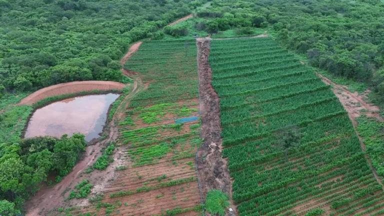Polícia deflagra operação e localiza plantação com 115 mil pés de maconha em Vera Mendes