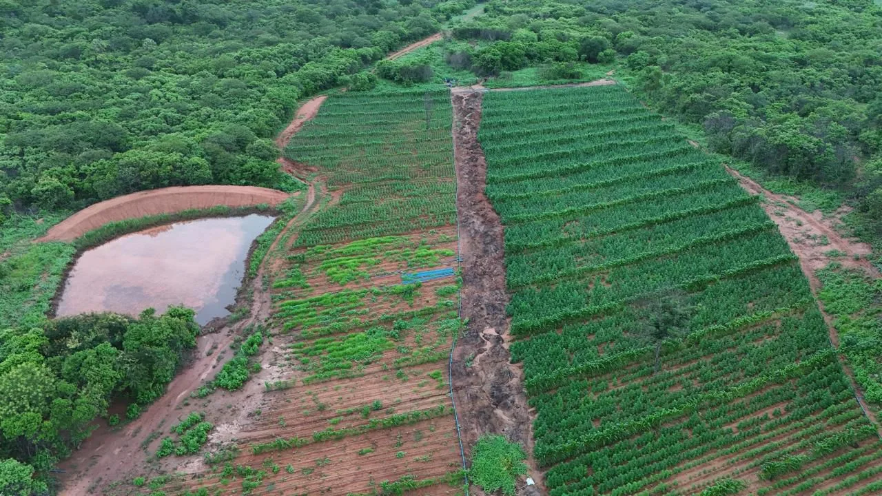 Polícia deflagra operação e localiza plantação com 115 mil pés de maconha em Vera Mendes