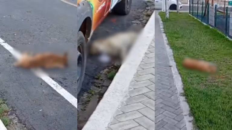 Cães são encontrados mortos em Paulistana