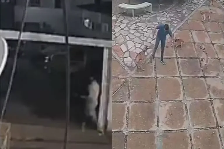 Vídeo mostra suspeito de envenenamento de cães sendo atacado por animais antes do caso em Paulistana