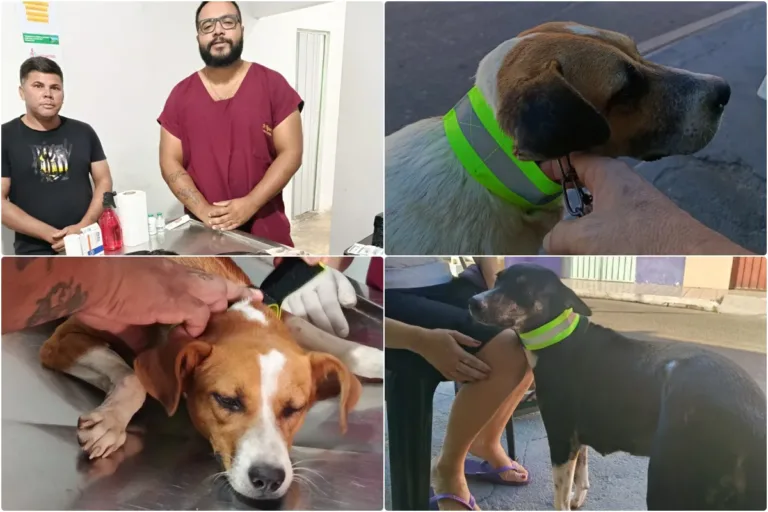 Campanha de castração beneficia animais em situação de rua em Santo Antônio de Lisboa e garante mais segurança com coleiras refletivas