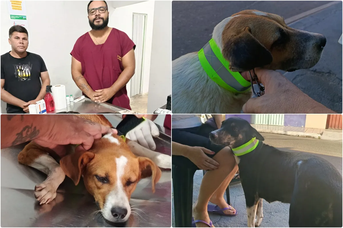 Campanha de castração beneficia animais em situação de rua em Santo Antônio de Lisboa e garante mais segurança com coleiras refletivas
