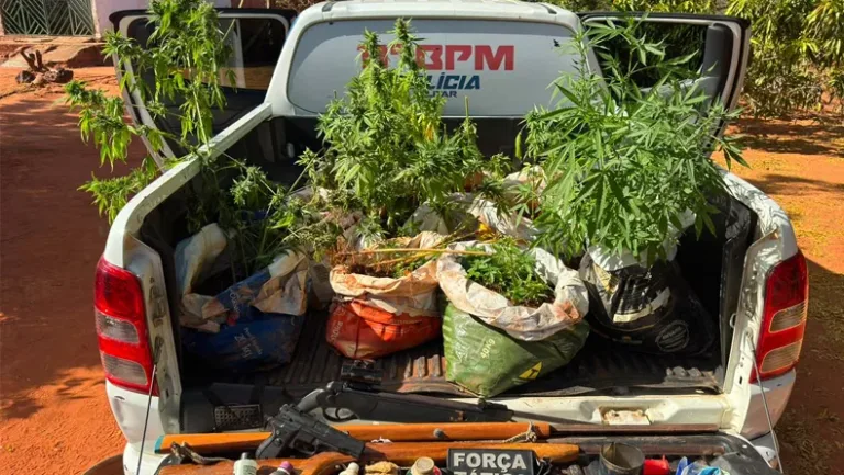 PM apreende 77 mudas de maconha, sementes e armas em São Raimundo Nonato