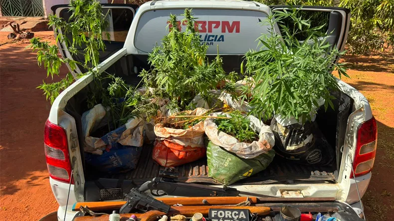 PM apreende 77 mudas de maconha, sementes e armas em São Raimundo Nonato