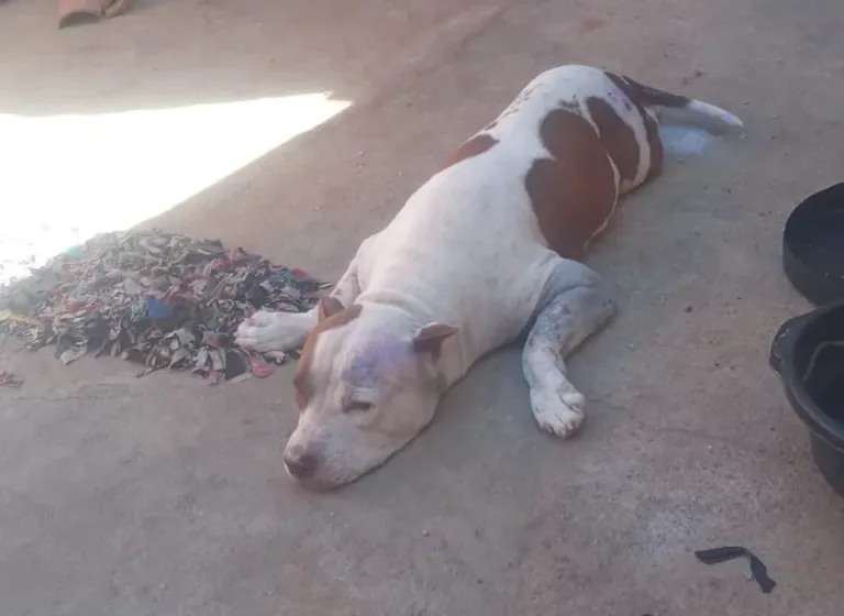 APAPI acompanha caso de pitbull morto com golpe de machado no bairro São José em Picos