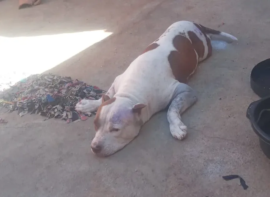 APAPI acompanha caso de pitbull morto com golpe de machado no bairro São José em Picos