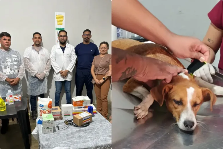 Prefeitura de Santo Antônio de Lisboa ultrapassa marca de 500 castrações de cães e gatos