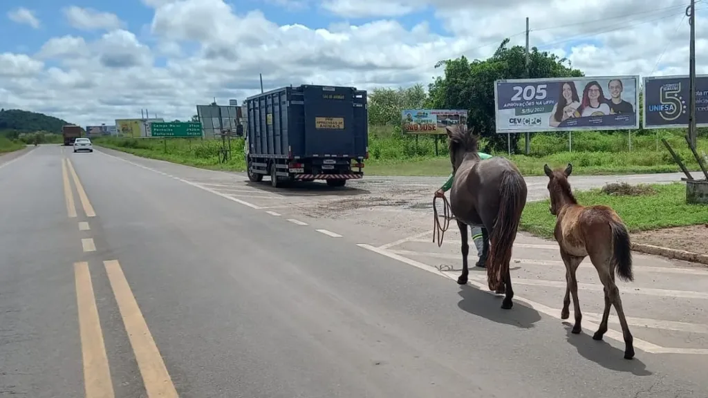 Animais soltos em rodovias deixam 34 mortos no Piauí até julho