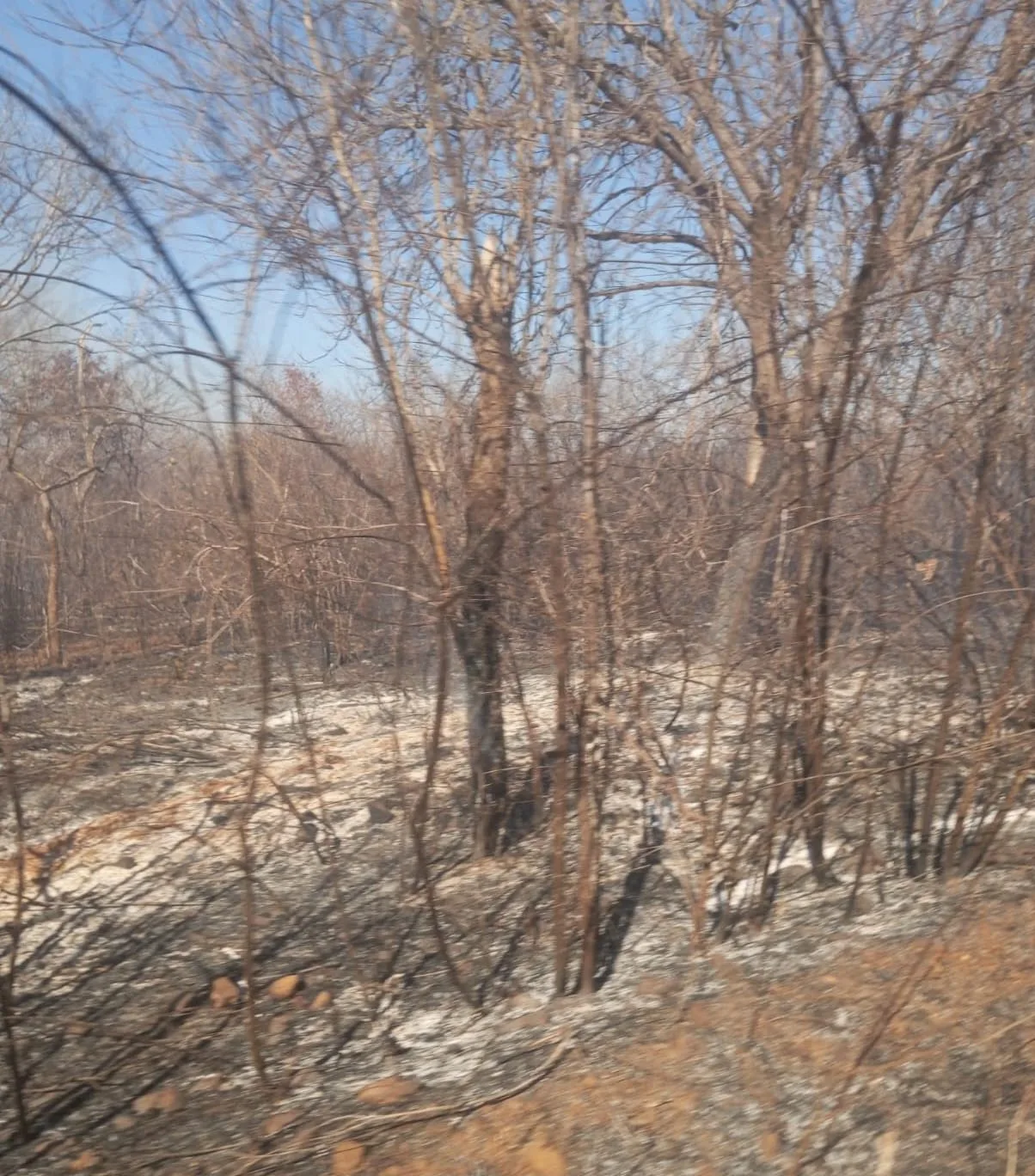 Incêndio é registrado na zona rural de Bocaina e mobiliza equipes de brigadistas e bombeiros