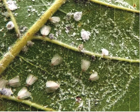 Piauí decreta emergência por mosca-branca que atinge o caju em munícipios da região de Picos